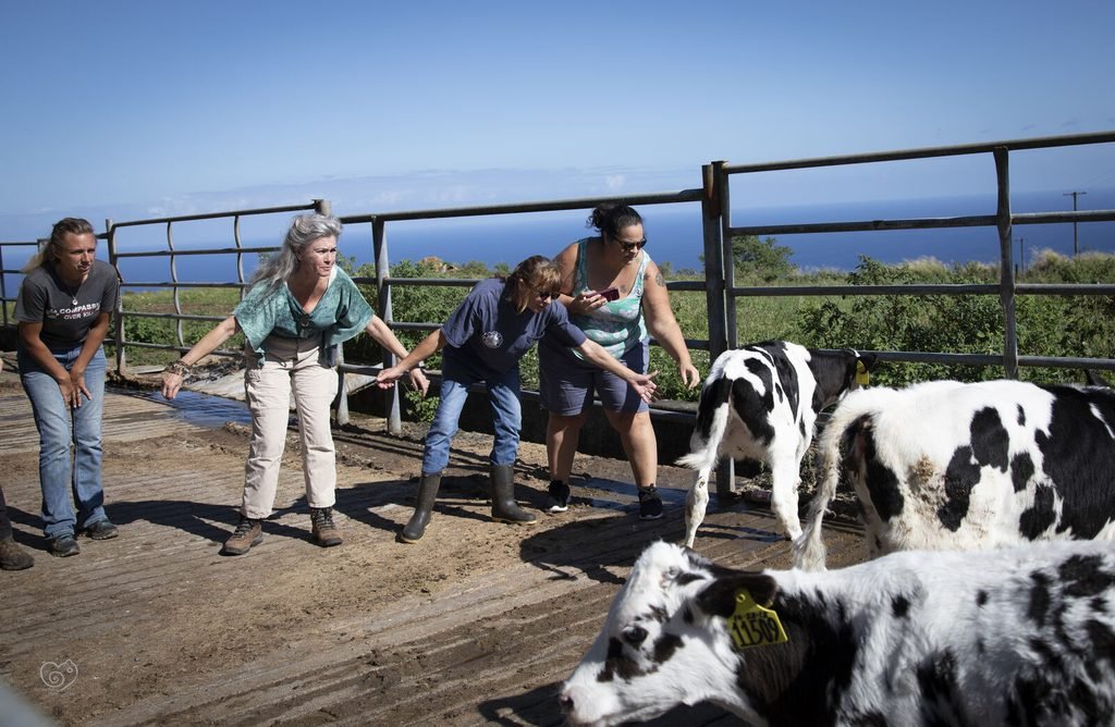 HAKA volunteers guiding rescued calves